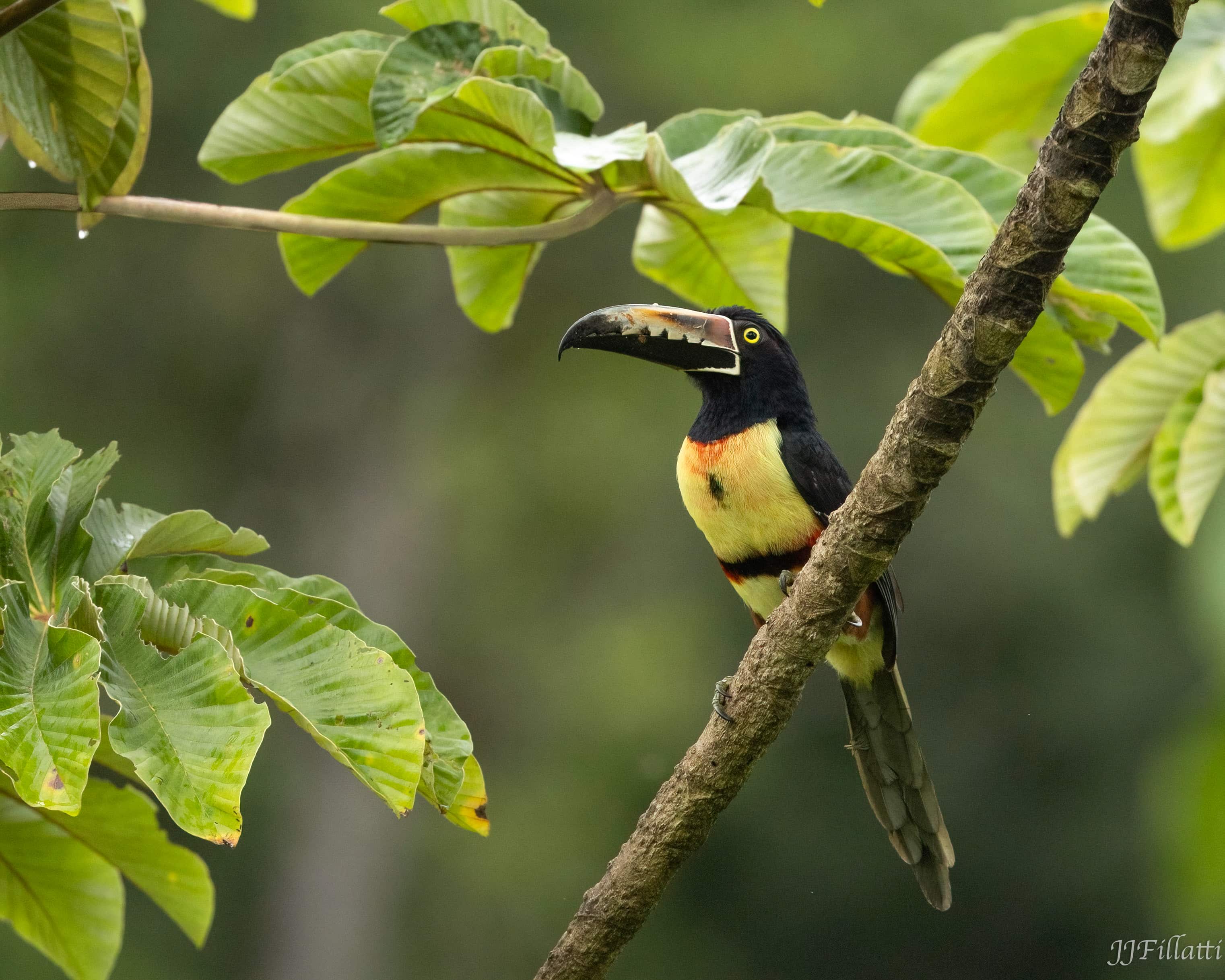 bird of Costa Rica image 13